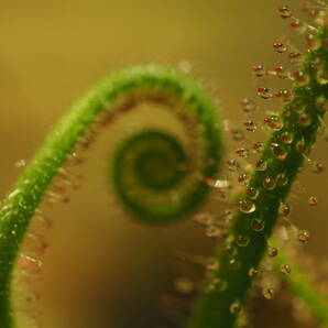 Drosera graminifolia ヤフオク系統 無菌播種株 子株たくさん！入1鉢 食虫植物 モウセンゴケ ドロセラの画像7