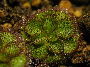 今季最終出品！ Drosera lowriei W.A. hyden Bushfire Rock Nature Reseve 無菌播種株 一年生株 4株入1鉢 食虫植物 モウセンゴケ ドロセラ