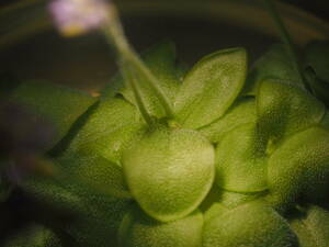 Pinguicula lilacina 無菌播種株 子苗2株 ※説明欄要チェック フラスコ苗 食虫植物 ムシトリスミレ ピンギキュラ