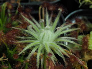 Drosera aff. lanata 無菌播種株 1鉢 食虫植物 モウセンゴケ ドロセラ