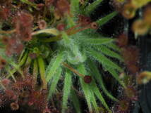 Drosera aff. lanata 無菌播種株 1鉢 食虫植物 モウセンゴケ ドロセラ_画像7