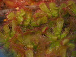 Drosera trinerviaの種子 30粒 食虫植物 モウセンゴケ ドロセラ