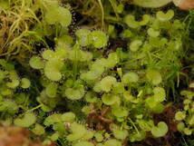 Drosera prolifera 外植体導入株 子株たくさん入り！1鉢 食虫植物 モウセンゴケ ドロセラ_画像4