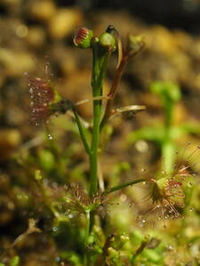 塊茎 Drosera 不明種 無菌播種株 Triffidナーセリー由来 1鉢 食虫植物 モウセンゴケ ドロセラ 球根