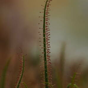 Drosera graminifolia ヤフオク系統 無菌播種株 子株たくさん！入1鉢 食虫植物 モウセンゴケ ドロセラの画像8