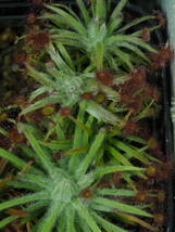 Drosera aff. lanata 無菌播種株 1鉢 食虫植物 モウセンゴケ ドロセラ_画像9