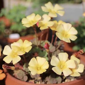 Oxalis obtusa sunset 高級感ある厚めな花弁のobtusaの画像1