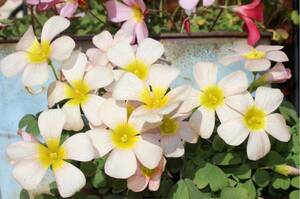 Oxalis obtusa Lilac Gray 球根 5球くすみグレーの大輪花 