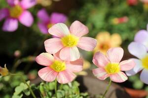  Oxalis obtusa Graffiti 球根 ピンク地に白っぽいカラーの模様入りの変わり種obtusa(*^^*) 1球 残少