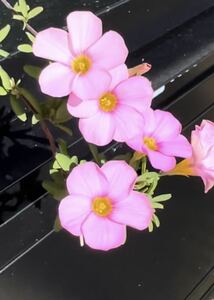 Oxalis Rose Marie vulnes бледно -розовые цветы