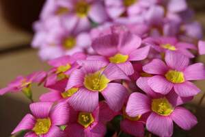 Oxalis obtusa Hybrid LR-MIX 球根 5球 多花性で豪華です(*^^*)