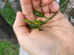 ●アゲハチョウの卵→１０個です●アゲハチョウの卵●チョウチョの卵●アゲハ蝶●蝶々●