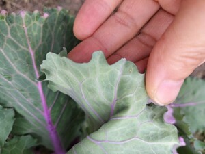 ●モンシロチョウの卵→１０個です●チョウチョの卵●アゲハチョウの卵●アゲハチョウの幼虫●蝶々の卵●小学生の自由研究●理解●