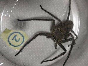 値下げ■■②アシダカグモ軍曹→１匹です●特大サイズのメス●大きなゴキブリを捕食し、退治します●クモ●グモ●蜘蛛●繁殖用のメスに！！