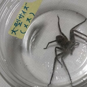 値下げ■■アシダカグモ軍曹→１匹です●大型サイズのメスです●大きなゴキブリを捕食し、退治します●クモ●グモ●蜘蛛●繁殖用のメスに！の画像1