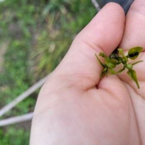 ●アゲハチョウの幼虫→１０匹です●アゲハ蝶の幼虫 卵●チョウチョ●蝶々●小学生の自由研究理科●モンシロチョウの卵 幼虫●の画像6