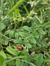 ●てんとう虫→３０匹です●テントウムシ●てんとうむし●バラ　薔薇　野菜　家庭菜園やビニールハウス栽培のアブラムシ対策に！！●_画像1