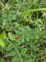 ●てんとう虫→３０匹です●テントウムシ●てんとうむし●バラ　薔薇　野菜　家庭菜園やビニールハウス栽培のアブラムシ対策に！！●_画像2