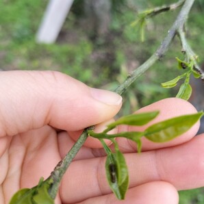 ●アゲハチョウの幼虫→１０匹です●アゲハ蝶の幼虫●チョウチョ●蝶々●小学生の自由研究理科●モンシロチョウ●の画像2