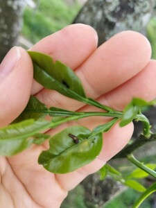 ●アゲハチョウの幼虫→１０匹です●アゲハ蝶の幼虫●チョウチョ●蝶々●小学生の自由研究理科●モンシロチョウ●