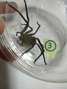 値下げ■■③アシダカグモ軍曹→１匹●特大サイズのメスです●大きなゴキブリを捕食し、退治します●クモ●グモ●蜘蛛●繁殖用のメスに！！