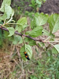 ●リンゴカミキリ→２匹●リンゴカミキリムシ●カミキリ虫●カミキリムシ●昆虫●生体●活虫●生きています●標本　自由研究●