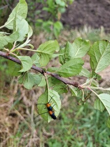 ●リンゴカミキリ→４匹です●リンゴカミキリムシ●カミキリ虫●カミキリムシ●昆虫　標本●生体●活虫●生きています●