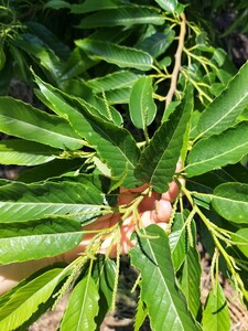 ●栗の葉→２００枚●クワガタ　カブトムシの幼虫●昆虫マット　飼育ケース　クヌギ　床材●ワラジムシ　ダンゴムシ　メダカ