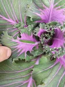 ●モンシロチョウの幼虫→１０匹です●蝶々の幼虫●小学生の理科や観察・飼育・自由研究などに！！●アゲハ蝶●アゲハチョウの幼虫●