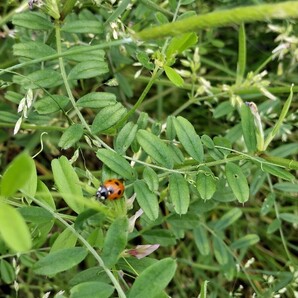 ●てんとう虫→１０匹です●テントウムシ●薔薇 バラや家庭菜園ビニールハウスの野菜などにいるアブラムシを捕食し、退治してくれます！！の画像2