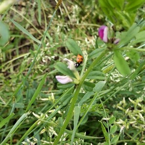 ●てんとう虫→１０匹です●テントウムシ●薔薇 バラや家庭菜園ビニールハウスの野菜などにいるアブラムシを捕食し、退治してくれます！！の画像6