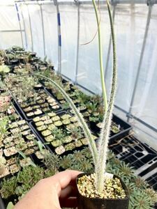 希少　10粒セット　アルブカ　ビローサ　ヴィローサ　albuca villosa種子　塊根　タネ　ケープバルブ