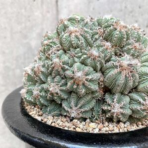 輸入球 花籠 群生株 アズテキウム リッテリ 山木 サボテン // 多肉植物 塊根植物 コピアポア ヒントニー アガベの画像6