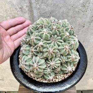 輸入球 花籠 群生株 アズテキウム リッテリ 山木 サボテン // 多肉植物 塊根植物 コピアポア ヒントニー アガベの画像4