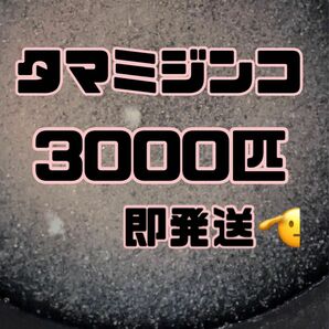 【タマミジンコ1g3000匹程】送料無料めだか金魚etc.