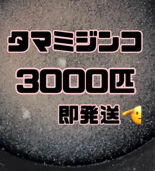 【タマミジンコ1g3000匹程】送料無料めだか金魚etc.