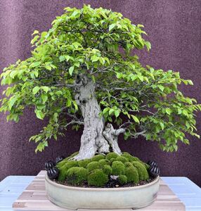  bonsai [ Solo ] 60 year mountain .. mountain tree thread . river genuine Kashiwa Japanese black pin red pine . pine .. pine . tree maple . leaf zelkova Rhododendron indicum 