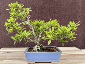  bonsai [ satsuki ] small goods . tree 40 year zelkova ... maple . leaf plum Japanese black pin red pine genuine Kashiwa rare 