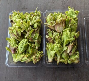 1kg 送料無料 雪下 ふきのとう 天然 山菜 蕗の薹 フキノトウ 採れたて直送 岐阜県産 つぼみもあります★ 