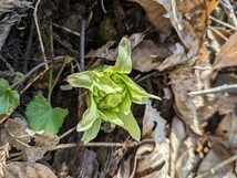 1kg 送料無料 雪下 ふきのとう 天然 山菜 蕗の薹 フキノトウ 採れたて直送 岐阜県産 つぼみもあります★_画像2