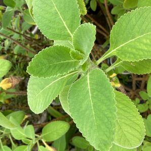 ハーブティー お好み2点セット グアバ サンニン ビワ マンジェリコン