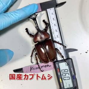 【RK】カブトマット 10L 5個 完熟発酵 菌床マット スタンダード 国産・外国産カブトムシに最適！！ 幼虫・産卵におすすめ！の画像10