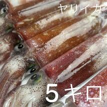 ヤリイカ　5.16キロ　胴長24〜31センチ _画像1