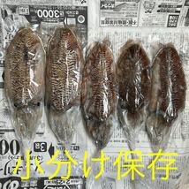 コウイカ　5杯　総重量　2.16キロ　朝どれ　刺身用 新鮮　冷凍　アオリイカ　ヤリイカ_画像3