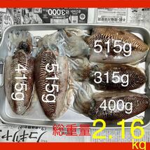 コウイカ　5杯　総重量　2.16キロ　朝どれ　刺身用 新鮮　冷凍　アオリイカ　ヤリイカ_画像1