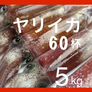 ヤリイカ　メス　60杯　5.18キロ　胴長18〜22センチ お刺身用