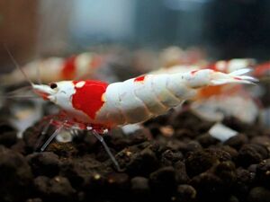 [ same day shipping correspondence ] Red Bee Shrimp 10 pcs < female individual contains / Mothra outline of the sun series /1.6~1.8./ high quality >* two or more successful bids . individual service!