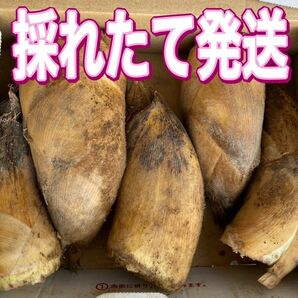 竹の子　朝ぼり　約2キロ 無農薬