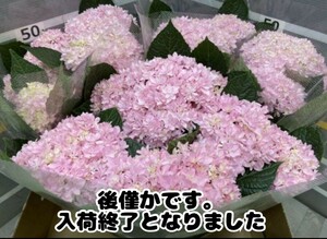 ☆ハイドランジアアジサイ☆桜のころ☆5.5号鉢☆超希少☆入荷終了