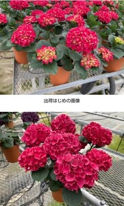 ☆塩原花園☆新品種☆アジサイ☆赤玉☆5号鉢☆